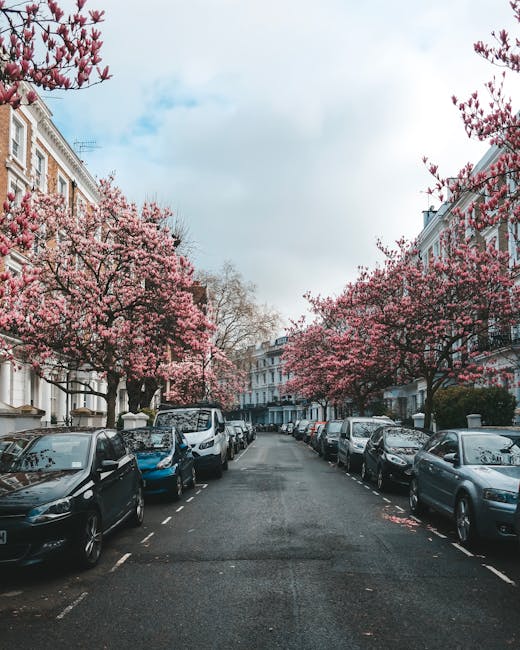 A residential street in West Kensington with rows of white and pastel-colored Victorian-style terraced houses on either side. The street is lined with parked cars, including small hatchbacks and sedans, alongside pink blossoming cherry trees whose branches extend over the roadway. The pavement appears clean and well-maintained, with soft natural lighting from an overcast sky, highlighting the vibrant flowers and the neat appearance of the street. This scene exemplifies a typical West Kensington neighborhood with charming architecture and seasonal floral displays, suitable for cleaning and maintenance services like those offered by West Kensington Cleaners for common access areas in flats.